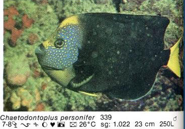 Chaetodontoplus personifer